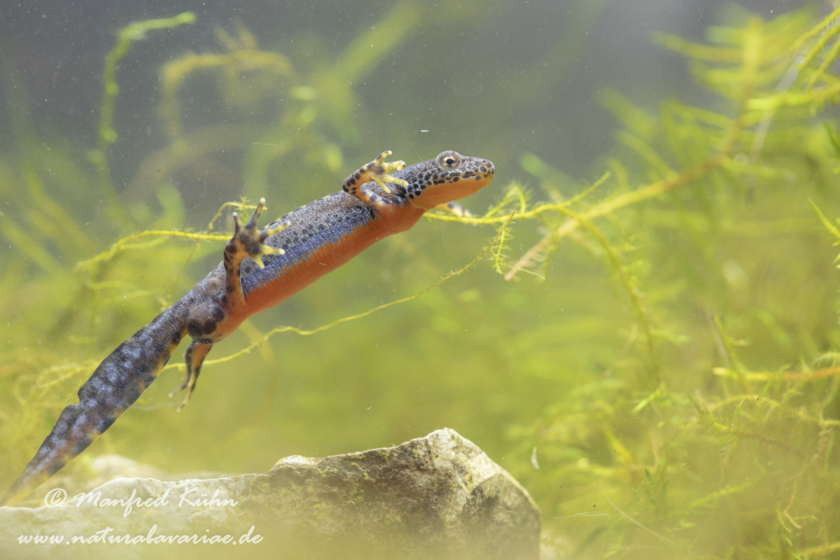 Bergmolch ()_0036