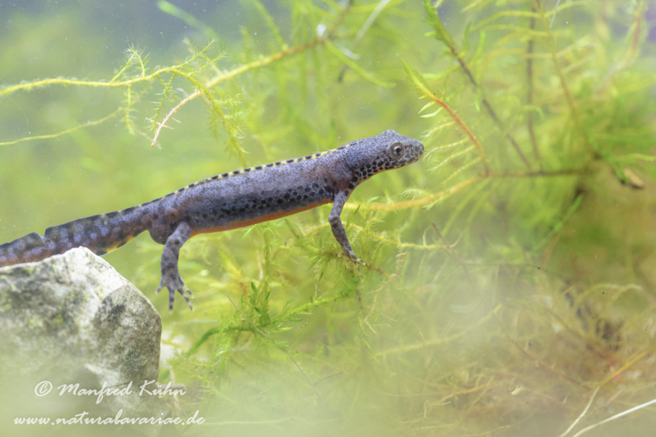 Bergmolch ()_0037