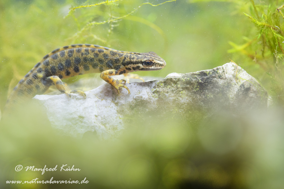 Teichmolch ()_0006