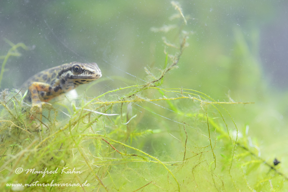 Teichmolch ()_0011