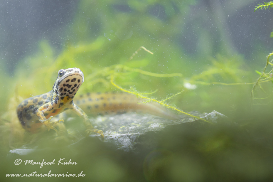 Teichmolch ()_0013