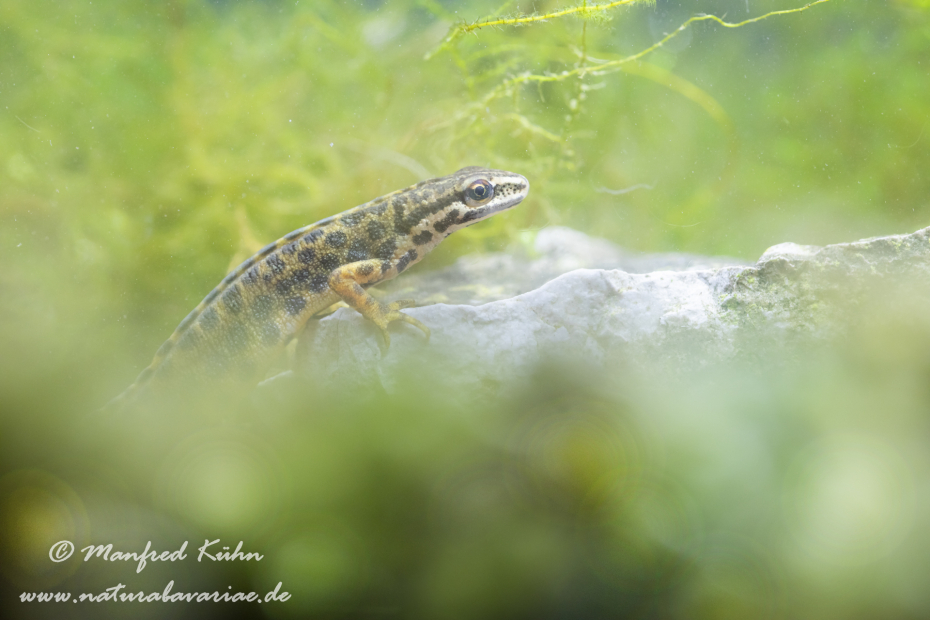 Teichmolch ()_0015