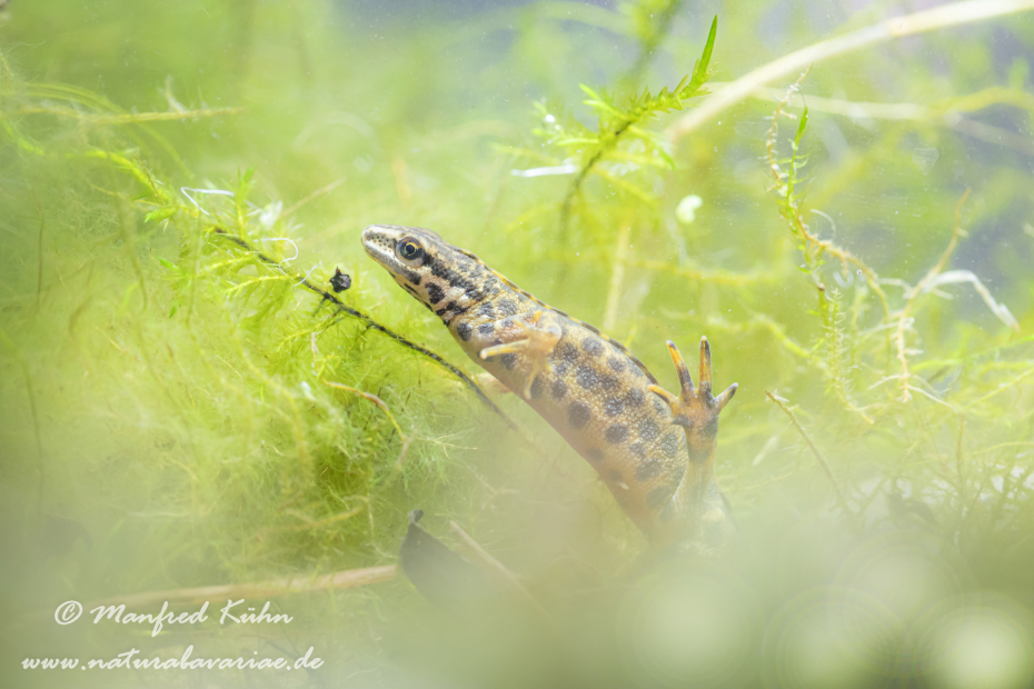 Teichmolch ()_0016