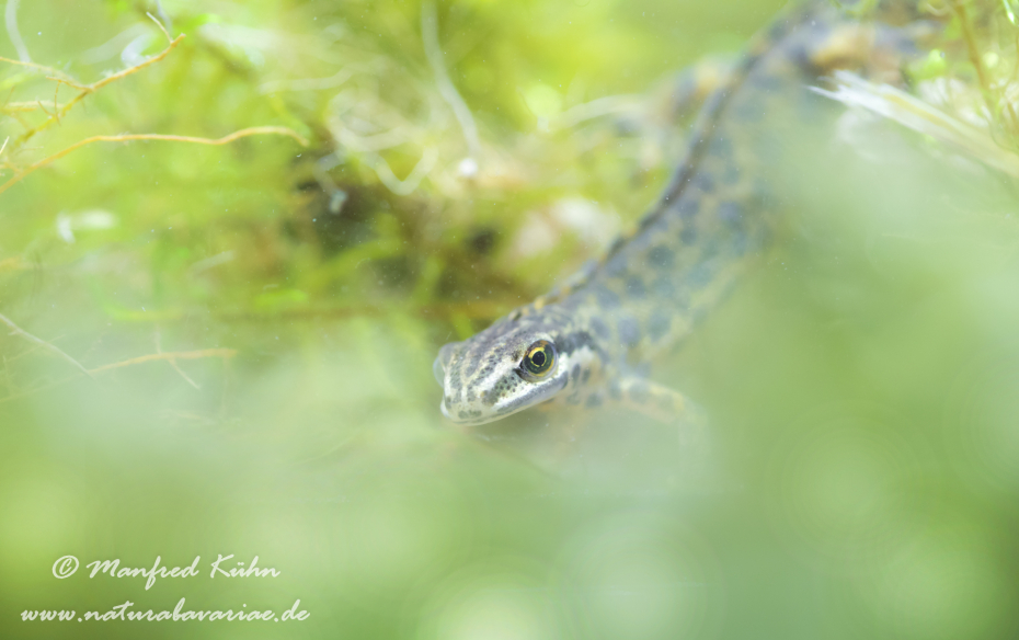Teichmolch ()_0018
