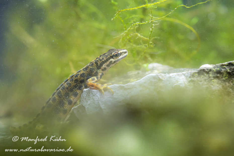 Teichmolch ()_0020