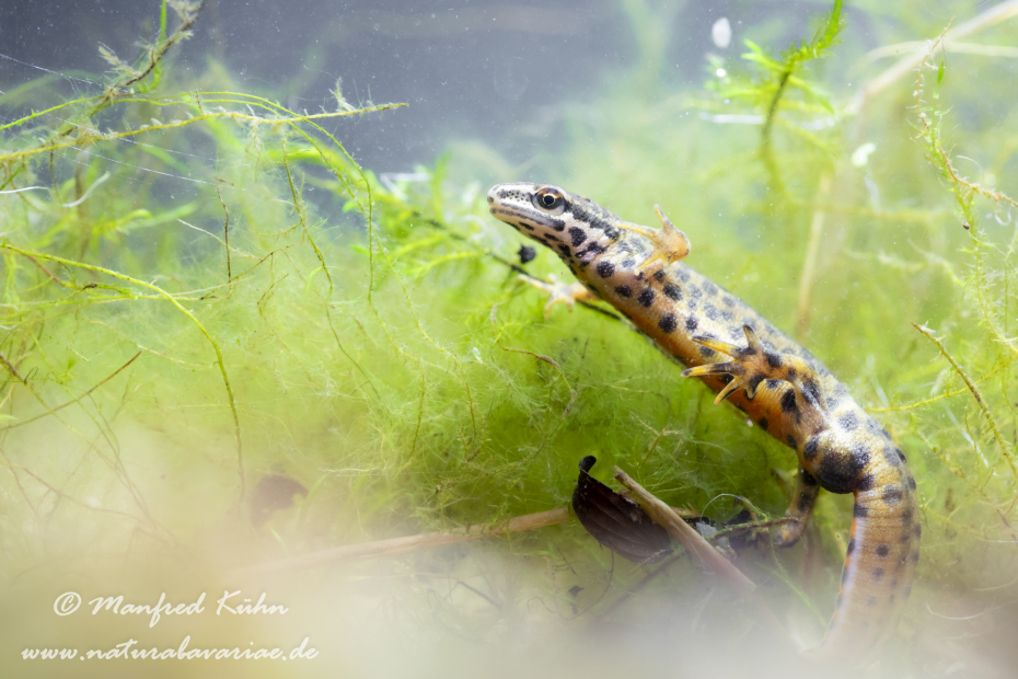 Teichmolch ()_0021