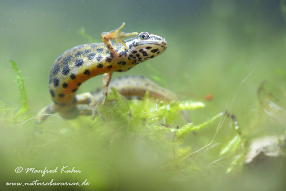 Teichmolch ()_0030