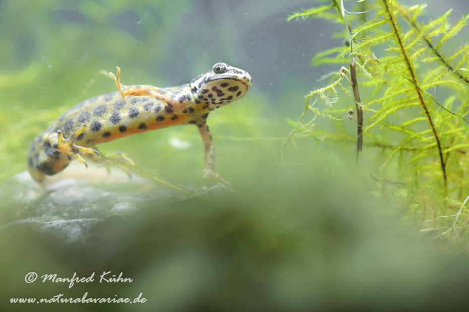 Teichmolch ()_0033