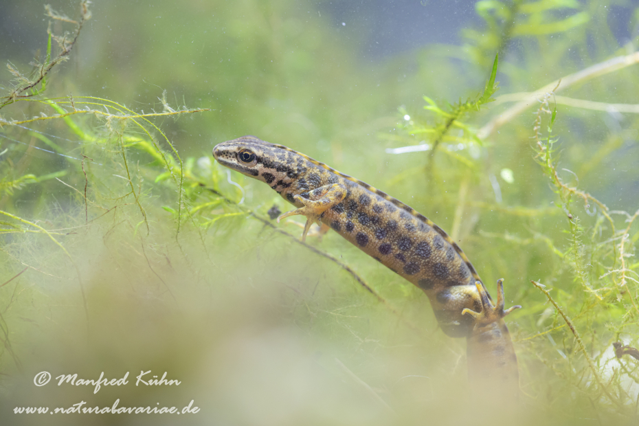 Teichmolch ()_0037