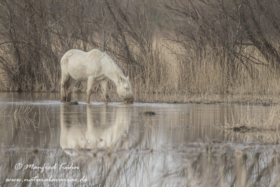 Camarque-Pferd ()_0113