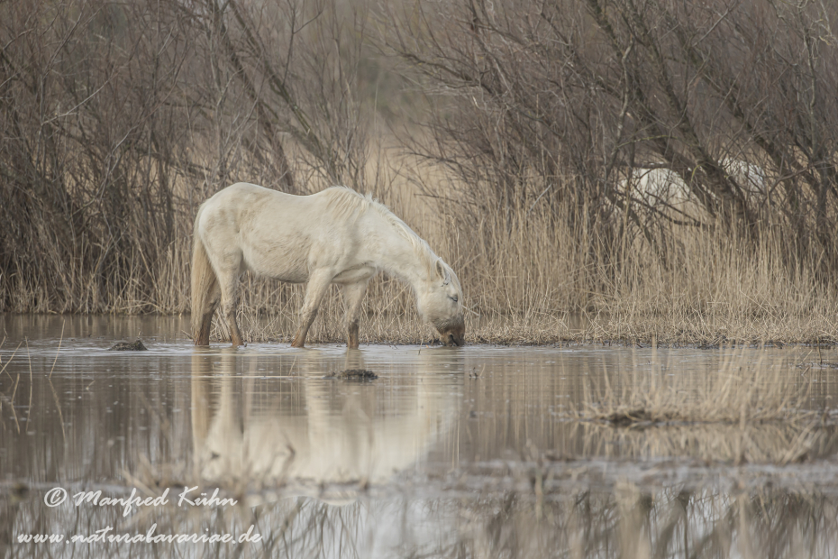 Camarque-Pferd ()_0114