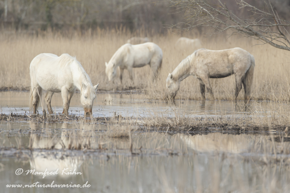 Camarque-Pferd ()_0116