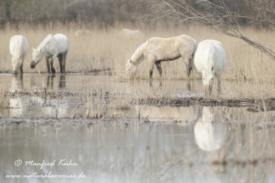 Camarque-Pferd ()_0126