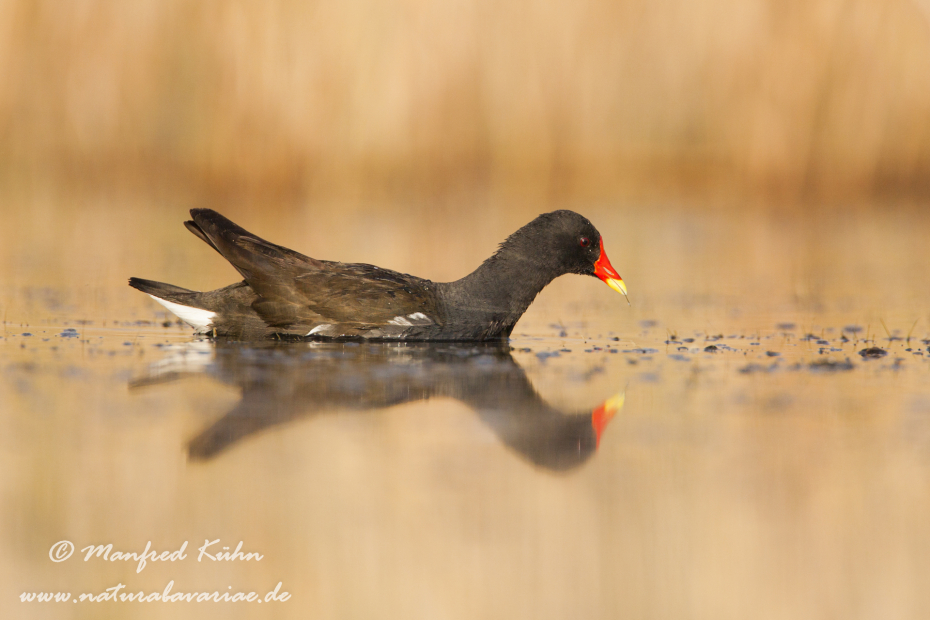 Teichhuhn ()_0032
