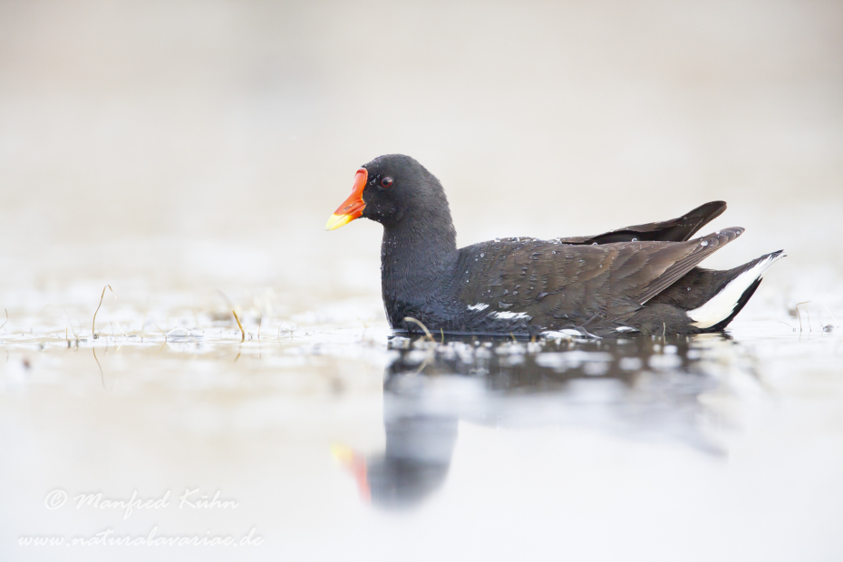 Teichhuhn ()_0041