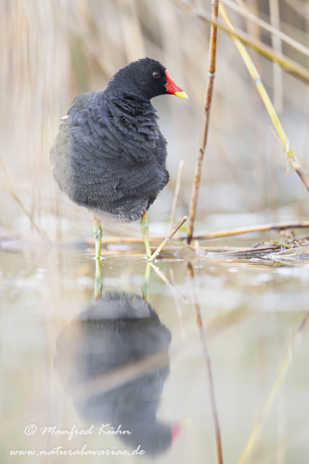 Teichhuhn ()_0054