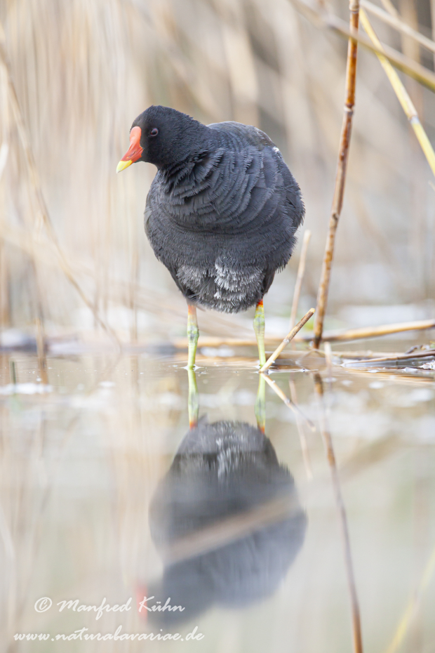 Teichhuhn ()_0056
