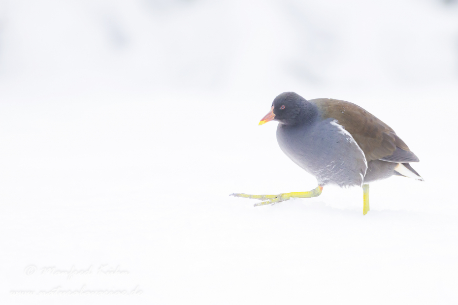Teichhuhn ()_0061