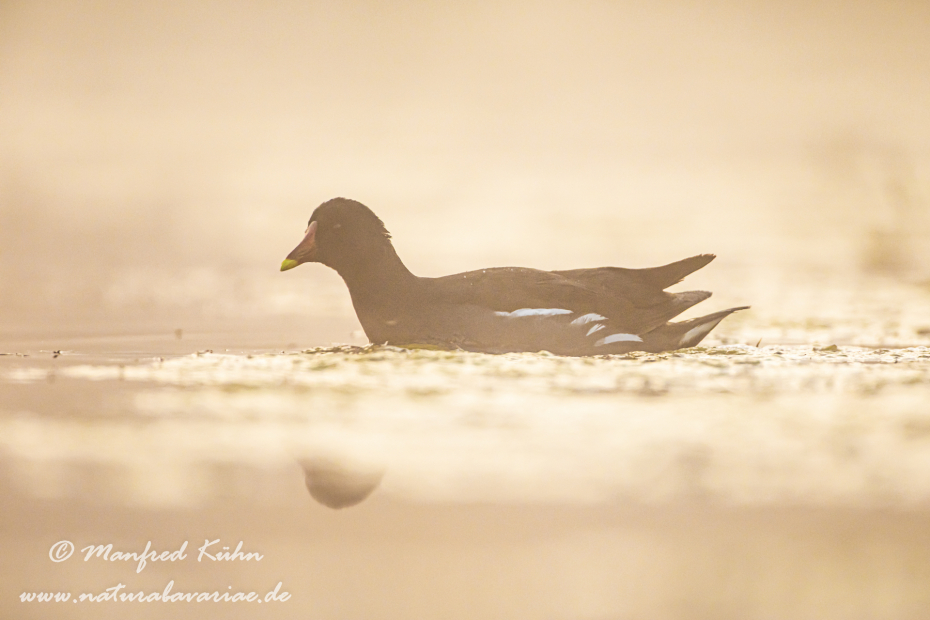 Teichhuhn ()_0070