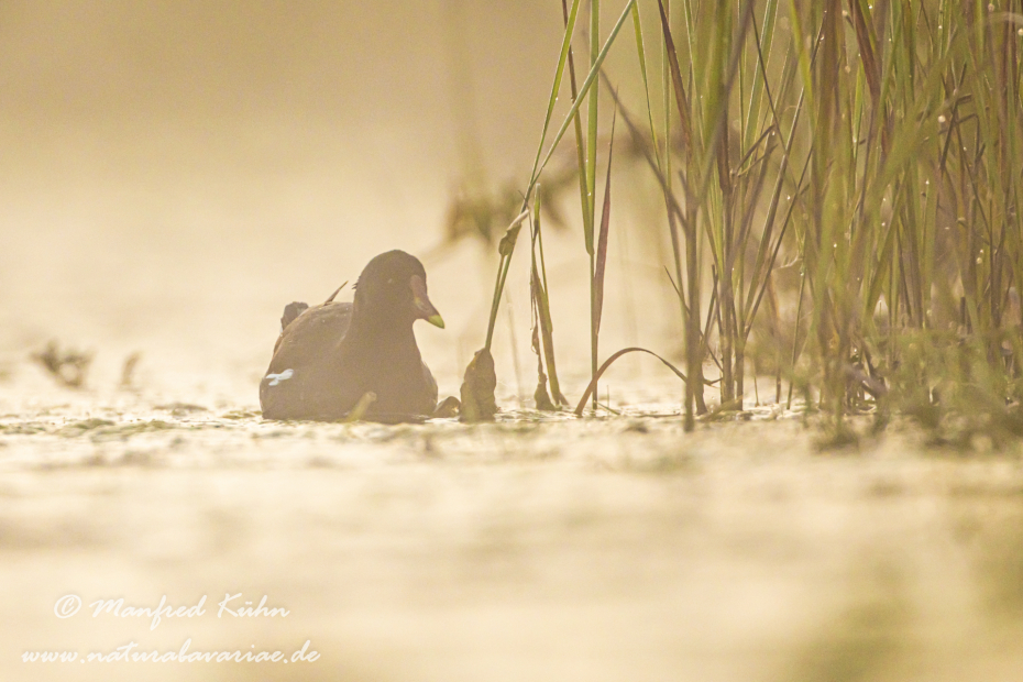 Teichhuhn ()_0071