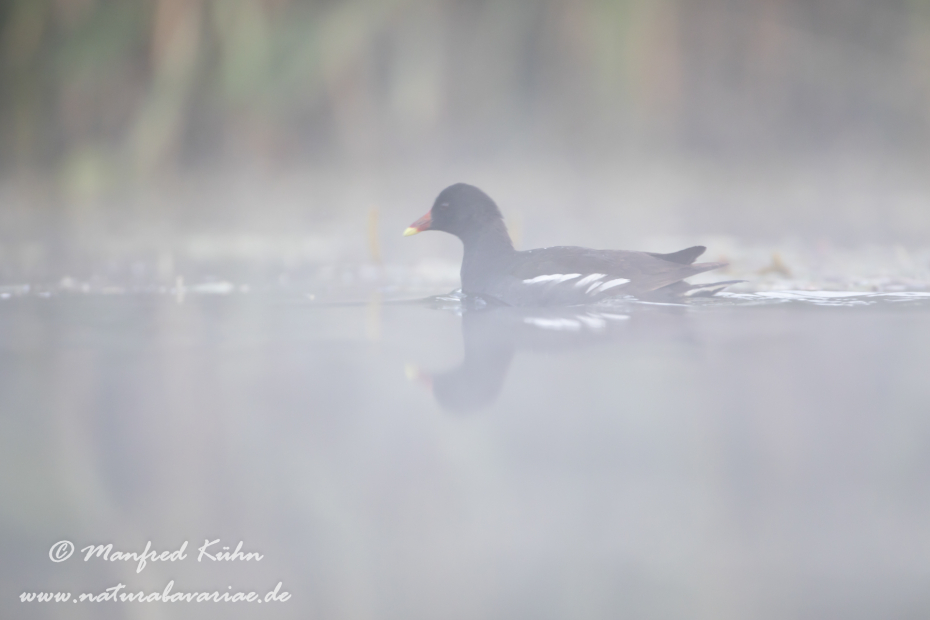 Teichhuhn ()_0077