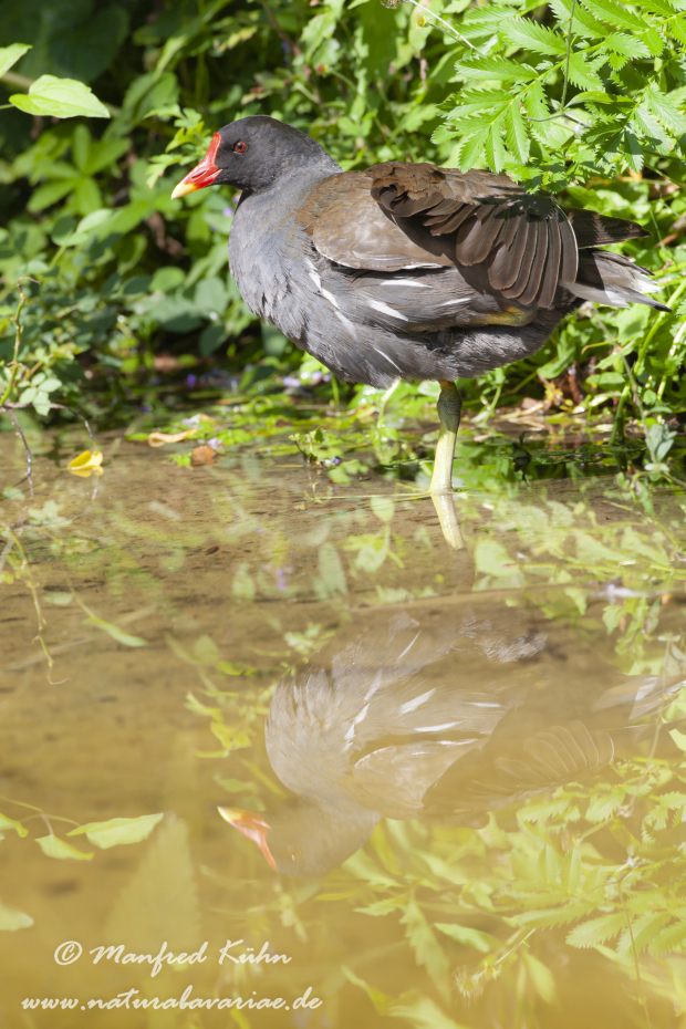 Teichhuhn ()_0017
