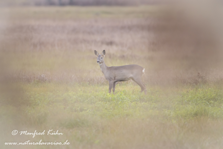 Reh ()_0125