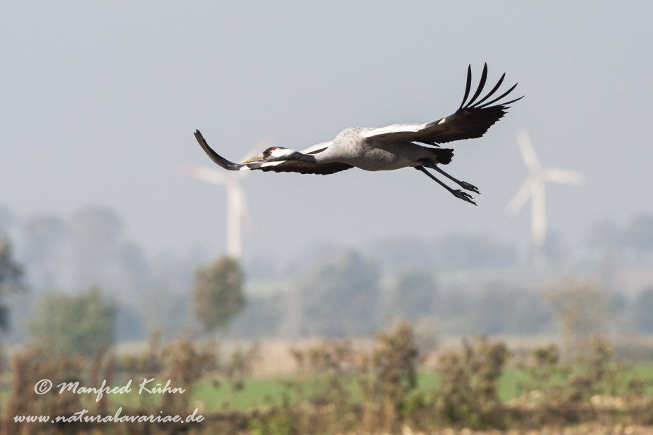 Kranich ()_0104
