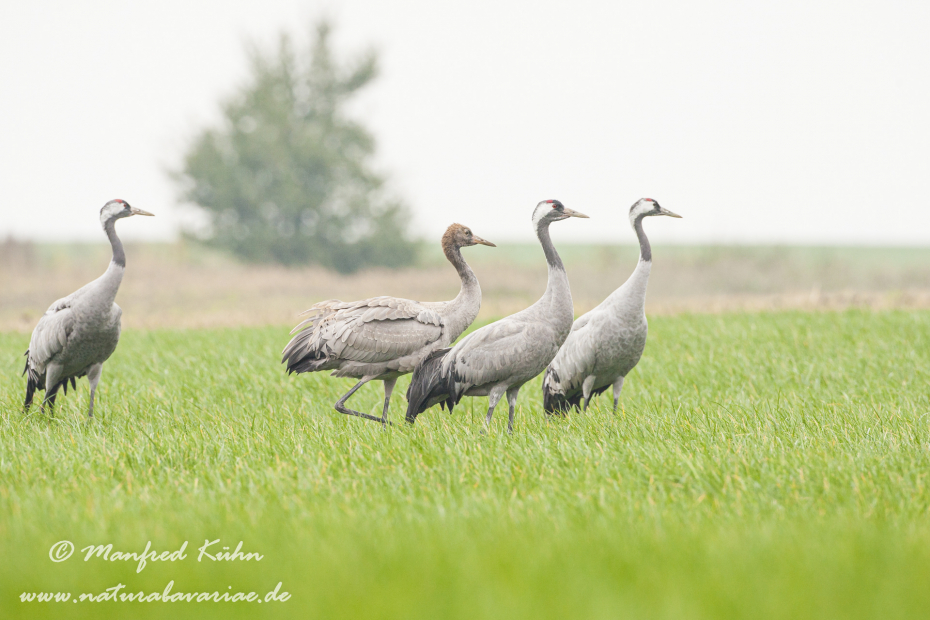 Kranich ()_0153