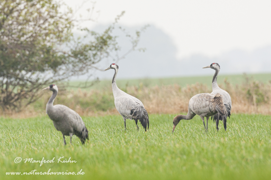 Kranich ()_0156