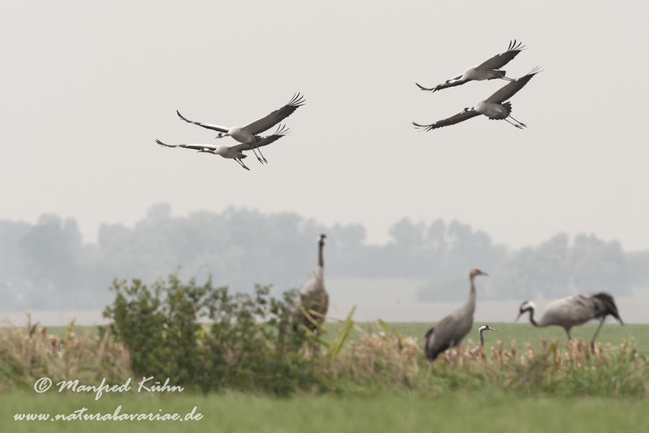 Kranich ()_0178