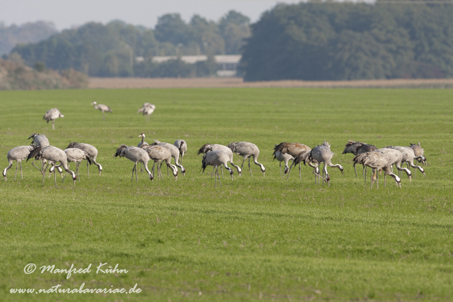 Kranich ()_0185