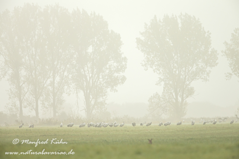 Kranich ()_0189
