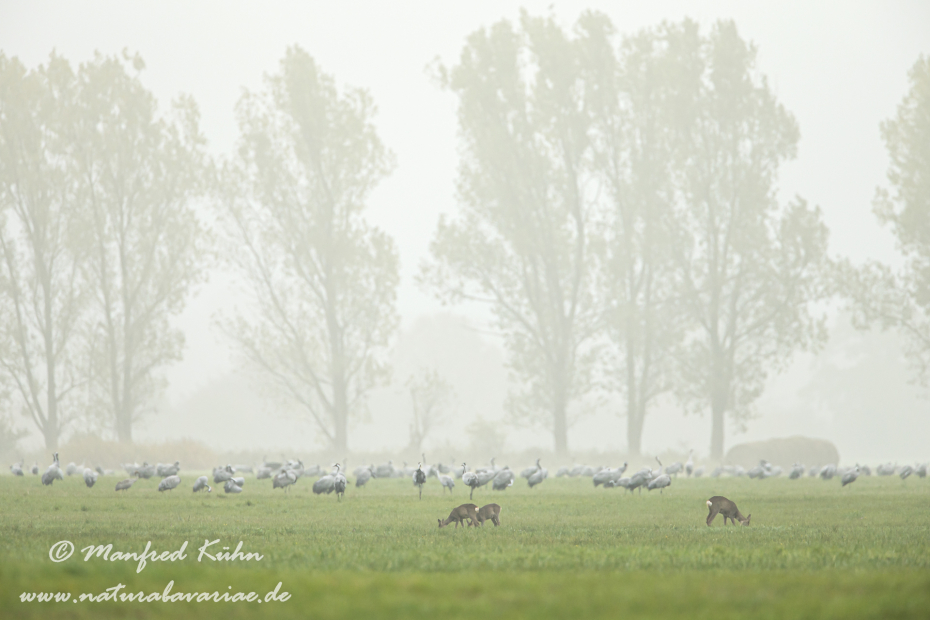Kranich ()_0190