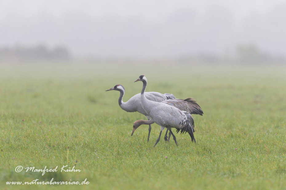 Kranich ()_0194
