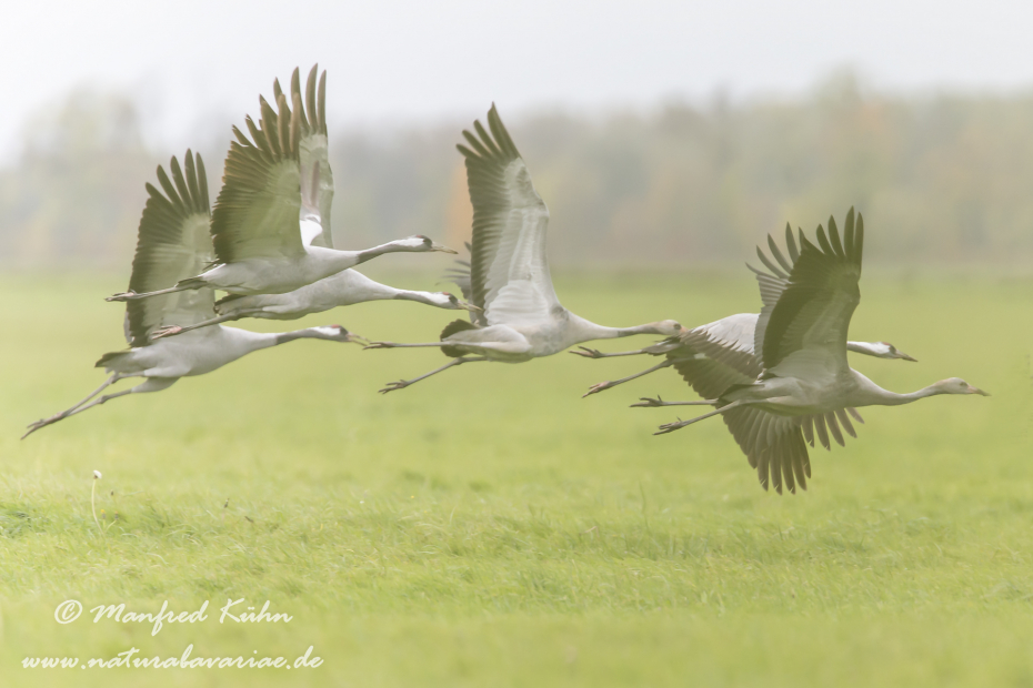 Kranich ()_0197
