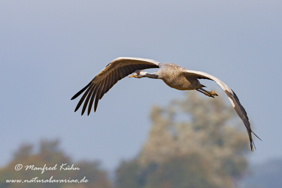 Kranich ()_0274
