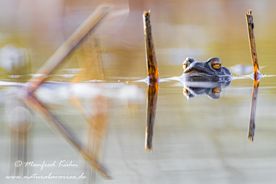 Erdkröte ()_0058