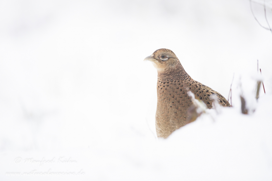 Fasan (Jagdfasan)_0225