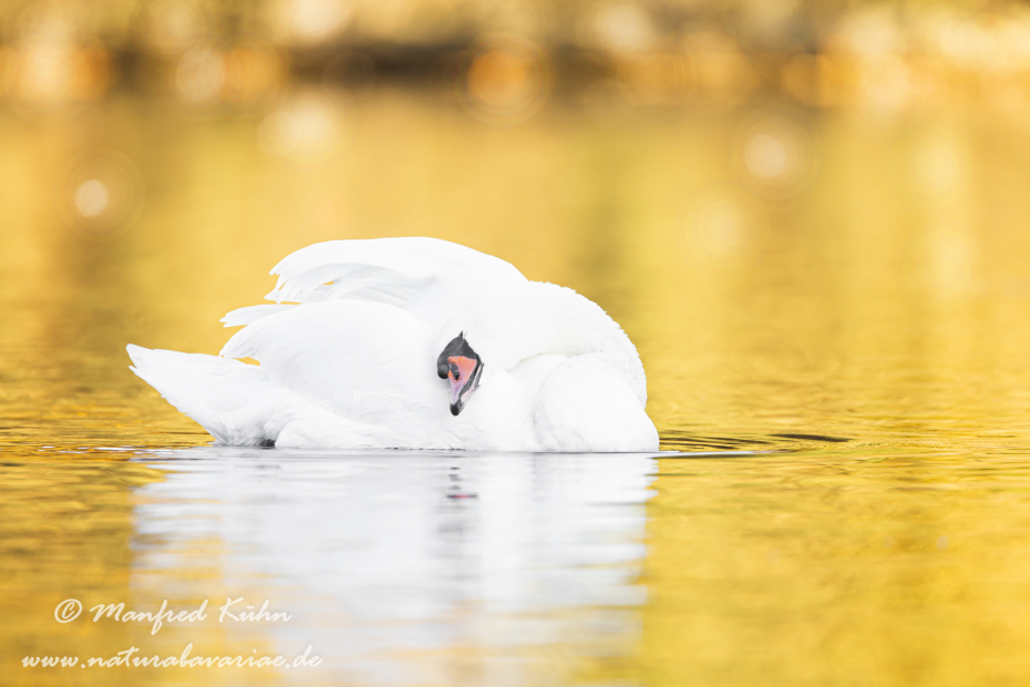 Höckerschwan ()_0001