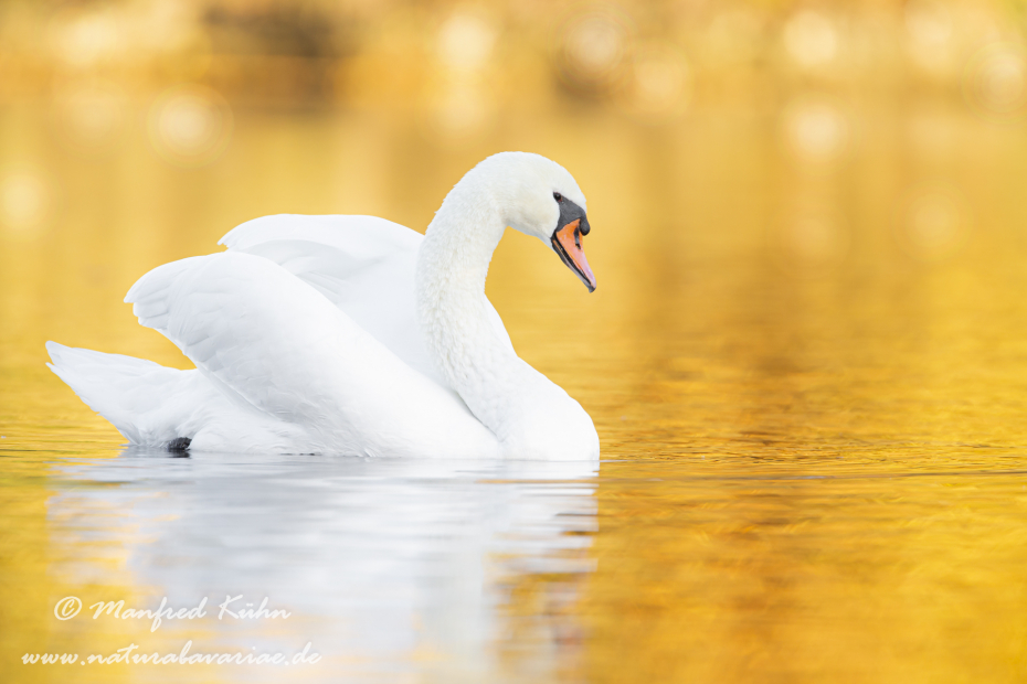 Höckerschwan ()_0003