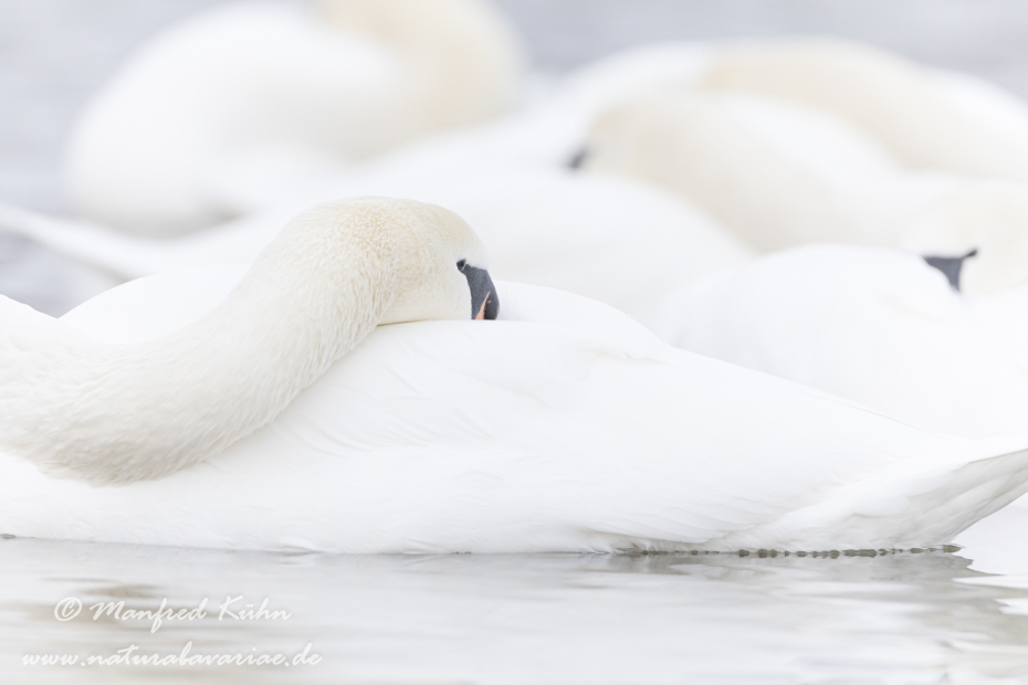 Höckerschwan ()_0122
