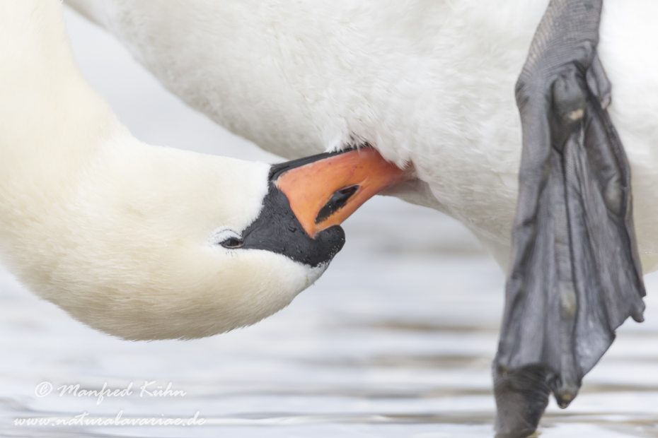 Höckerschwan ()_0124