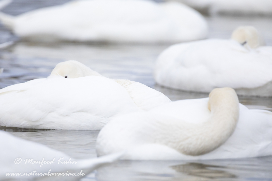 Höckerschwan ()_0126