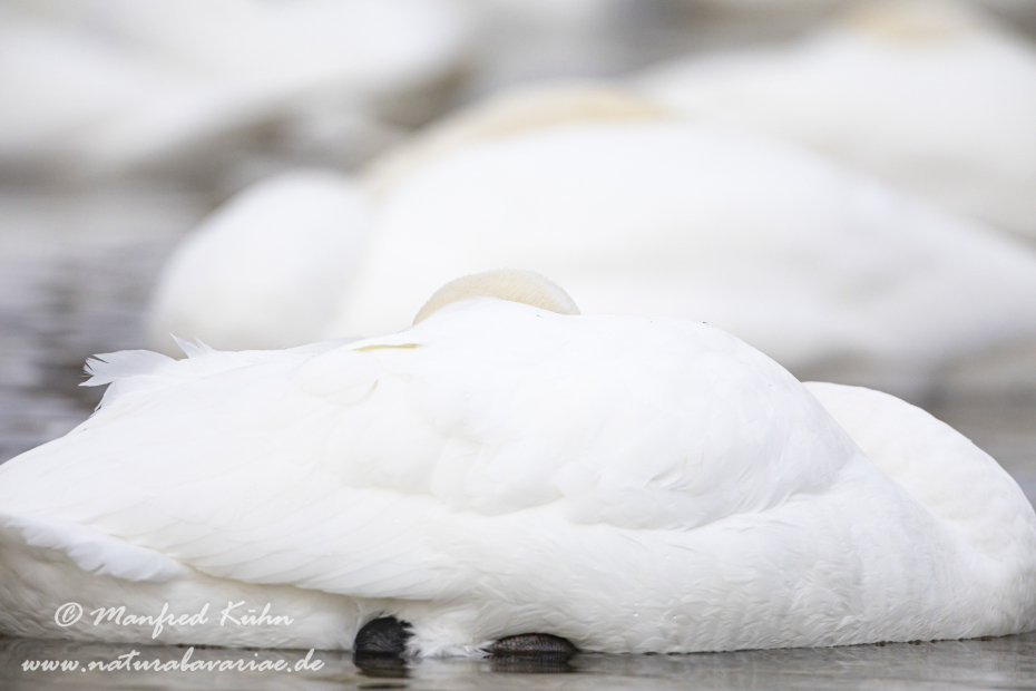 Höckerschwan ()_0127