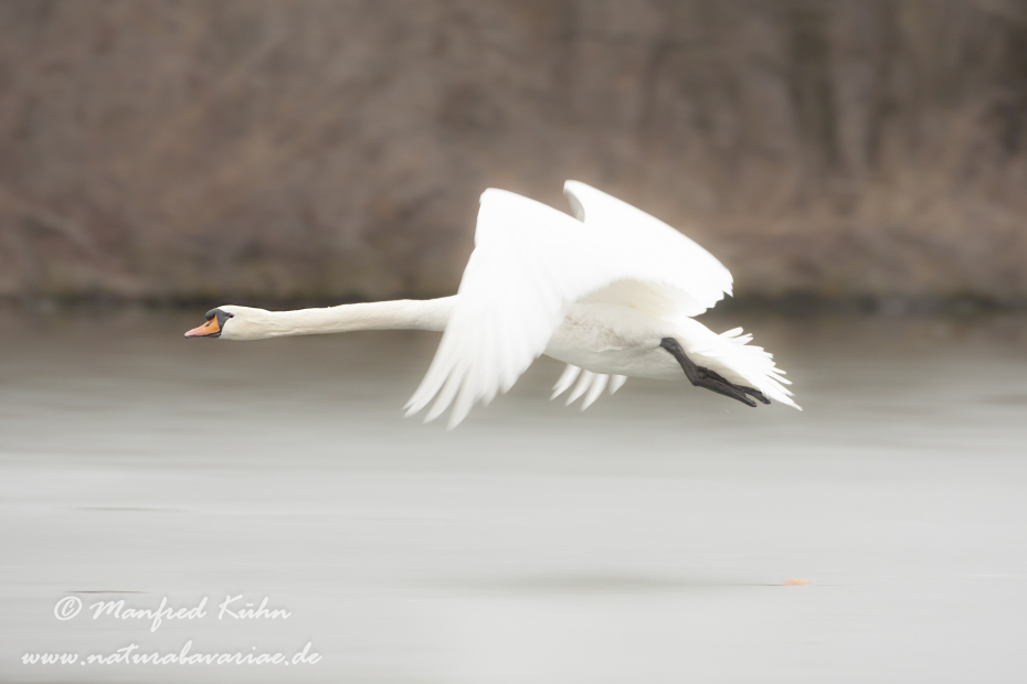 Höckerschwan ()_0140