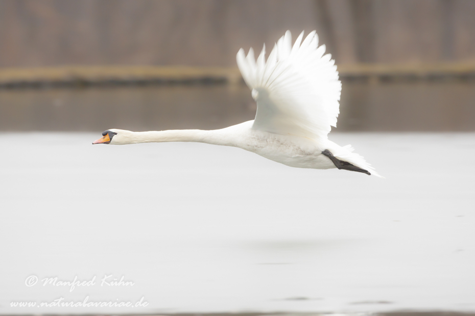 Höckerschwan ()_0141