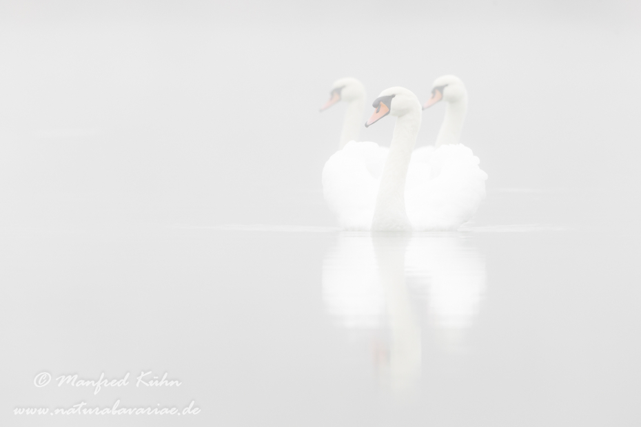 Höckerschwan ()_0215