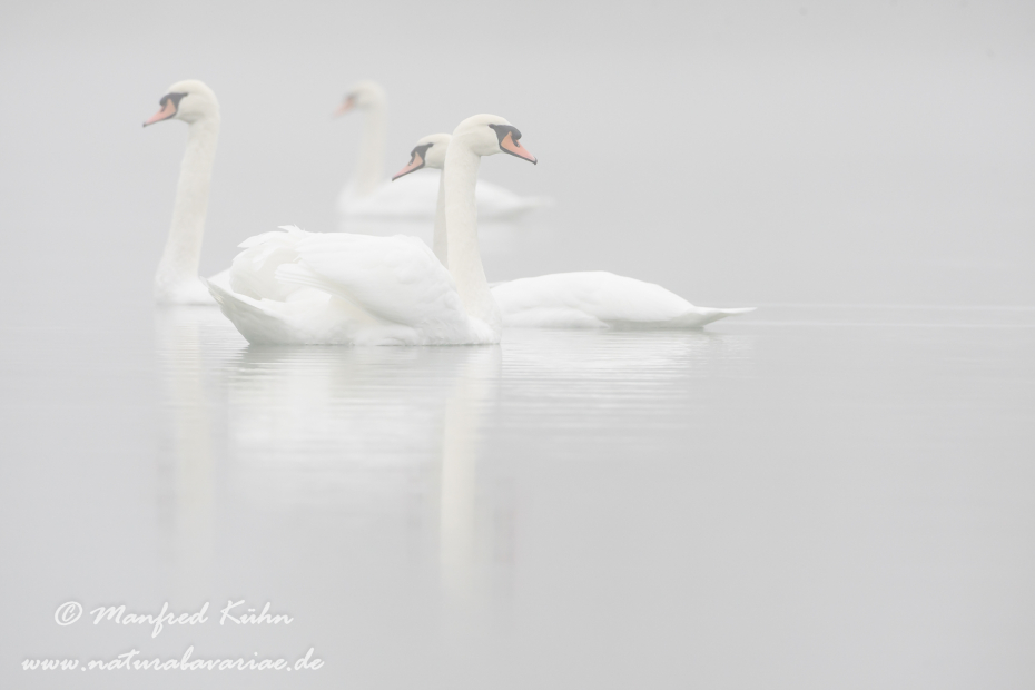 Höckerschwan ()_0217