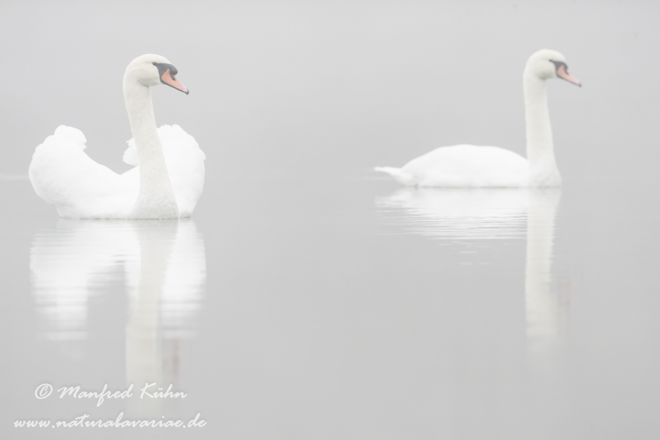 Höckerschwan ()_0218